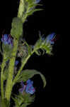 Common viper's bugloss